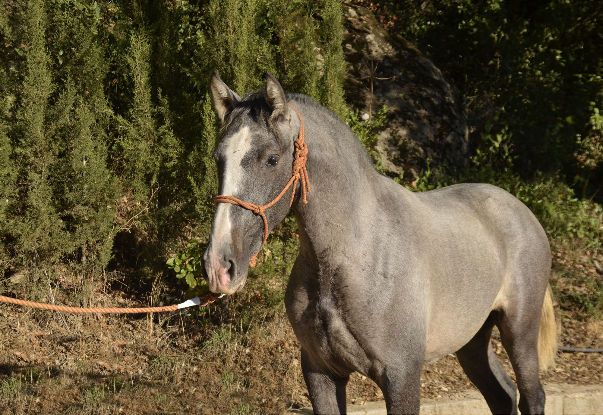Caballo en Venta